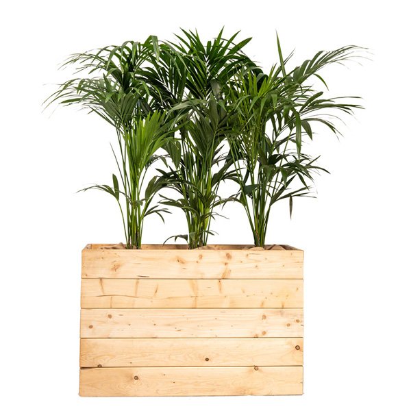 Jardinière Eco Bois - 107*37*70 Ht + photinia buisson 100/120