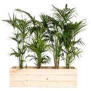 Jardinière Eco Bois 150x40x40Ht + kentia 150/175