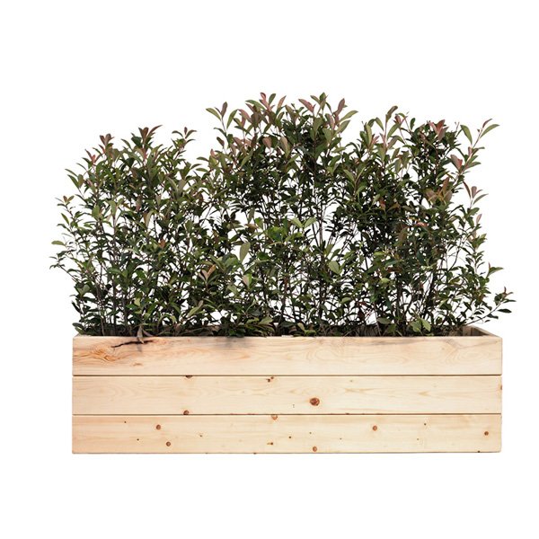 VEPPOJARDIBAS Jardiniere Eco Bois 150x40x40Ht photinia buisson 100120