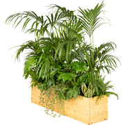 Composition plantes exotique jardinière/bois