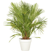 Chamaerops humilis - 100/150cm Ht