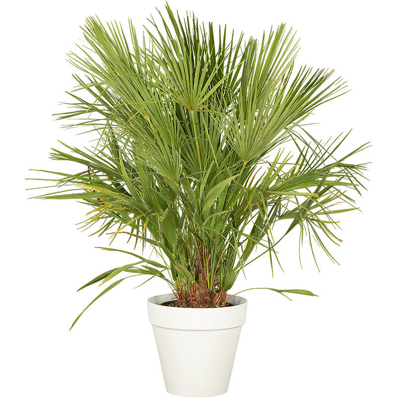 Chamaerops humilis - 100/150cm Ht