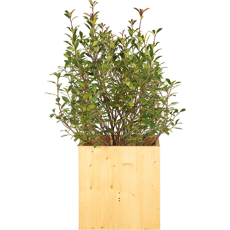 Photinia Buisson 100/150 cm Ht