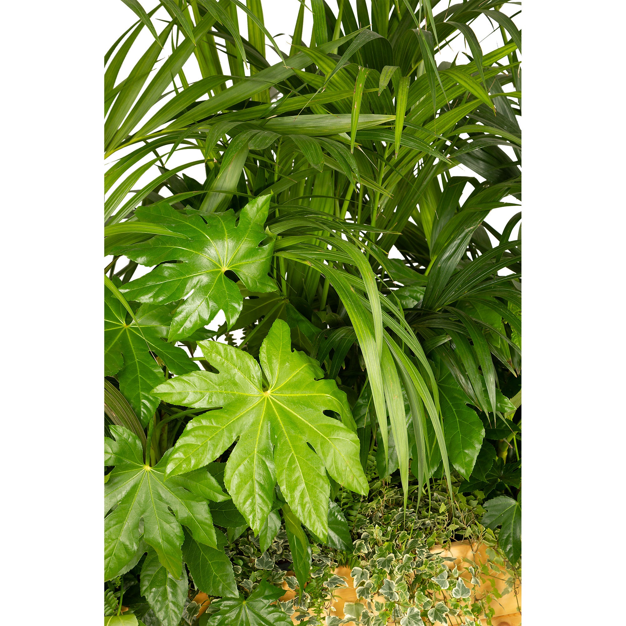 Composition plantes exotique jardinière/bois