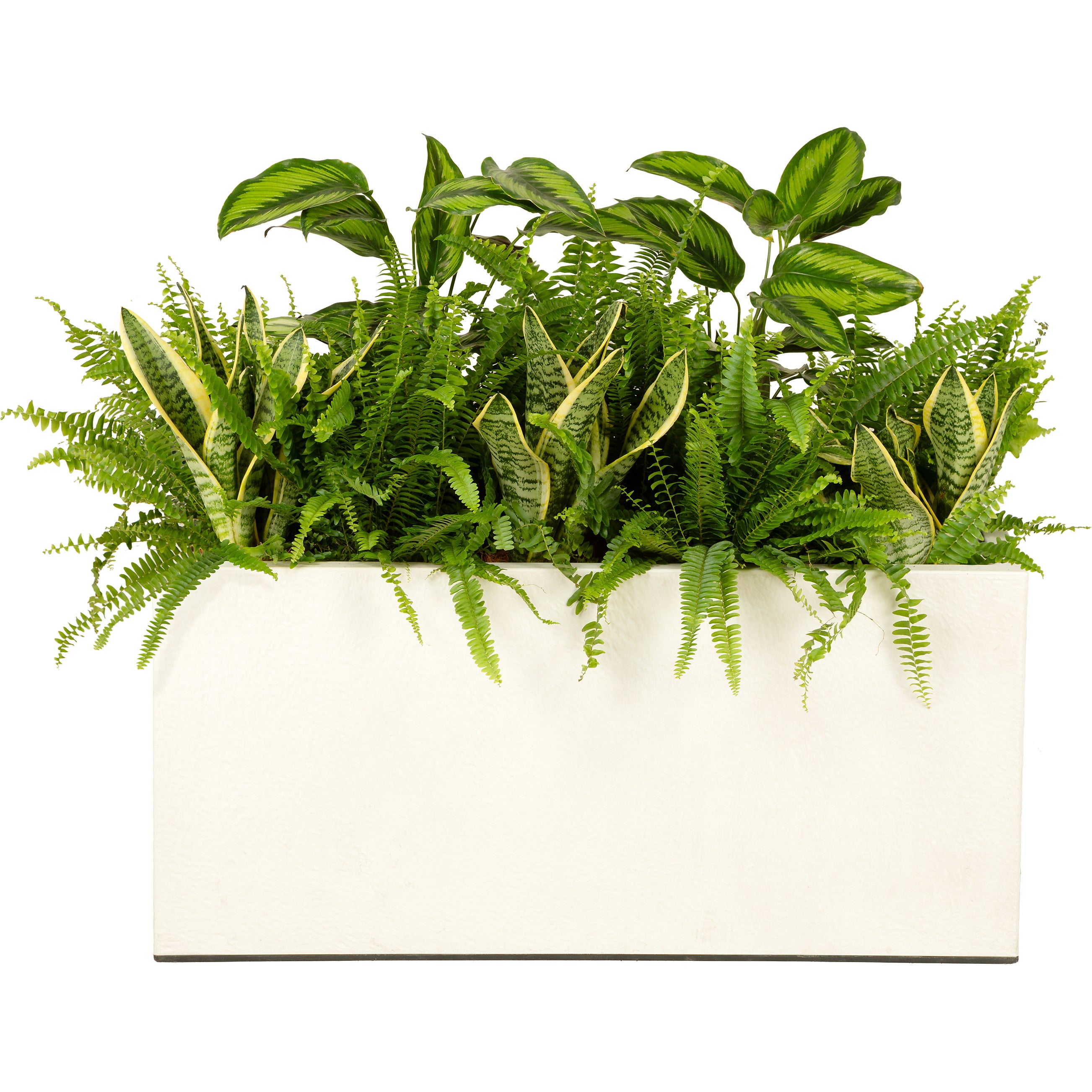 Composition plantes exotique jardinière blanche