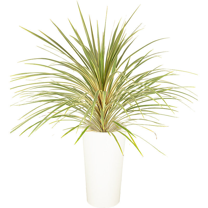 Cordyline verte 80/100cm Ht