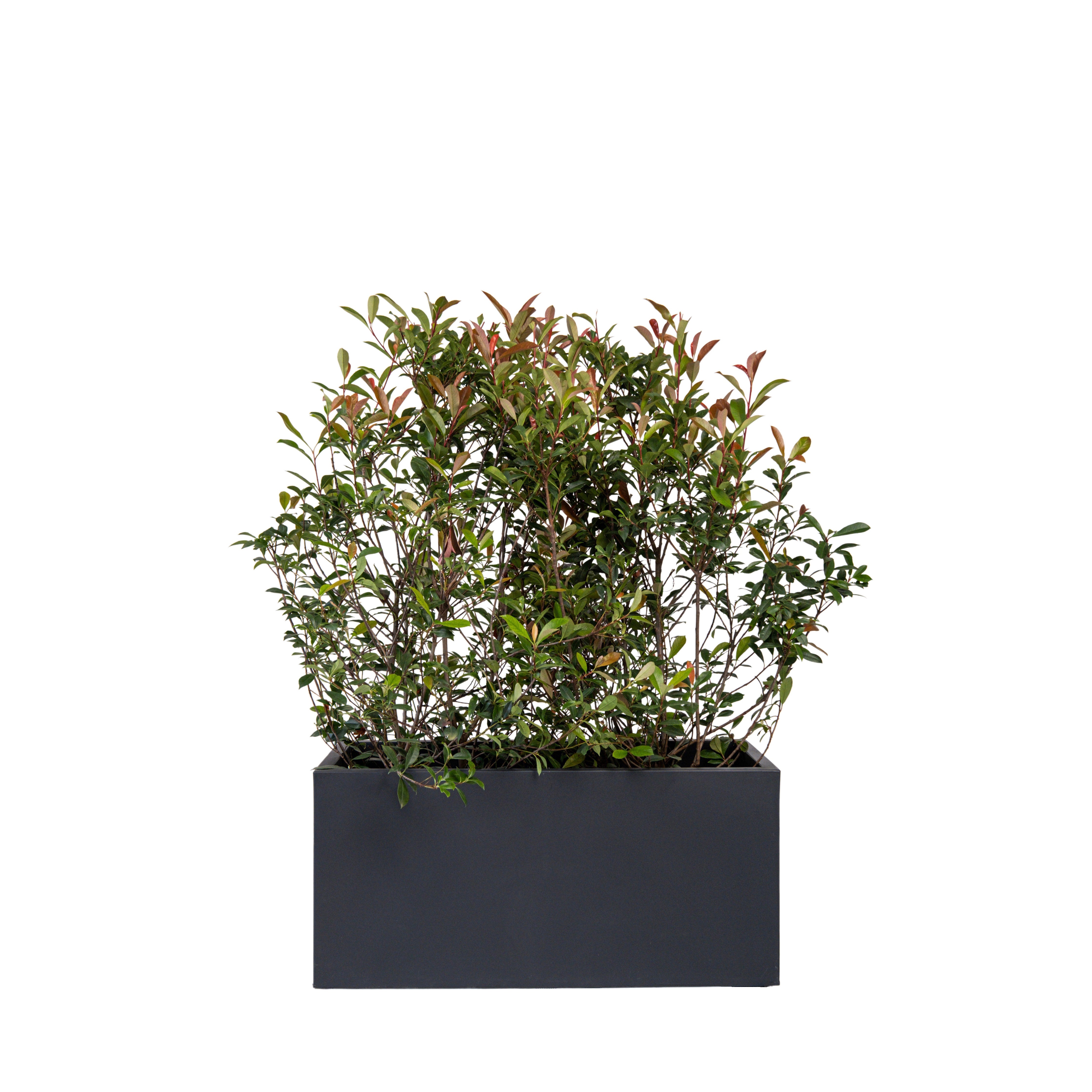 Photinia Buisson 100/150 cm Ht en jardinière
