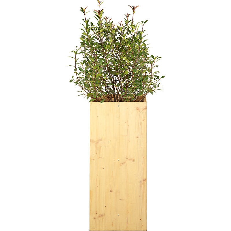 Photinia Buisson 100/150 cm Ht