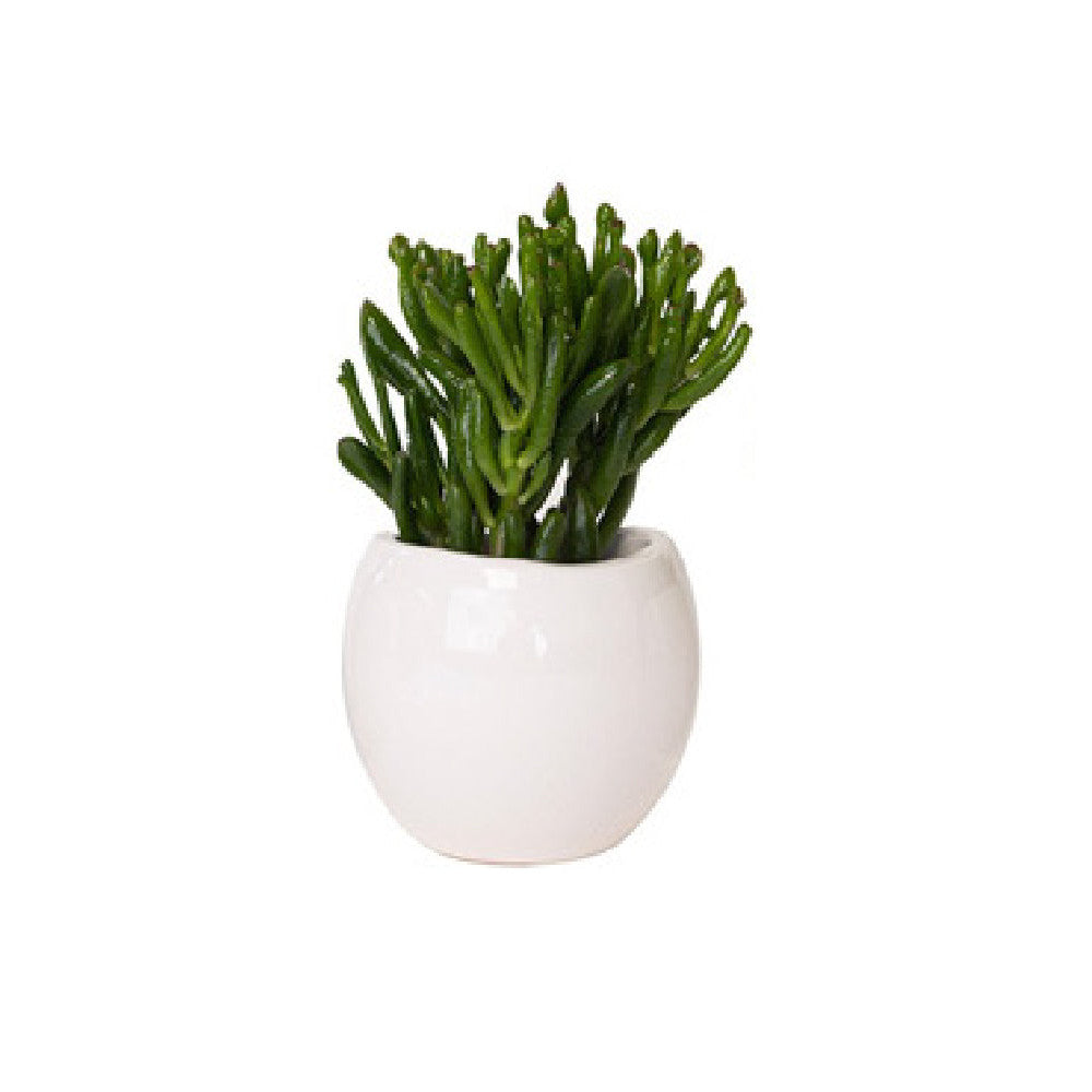 Plante grasse Ø de 10 à 12cm.