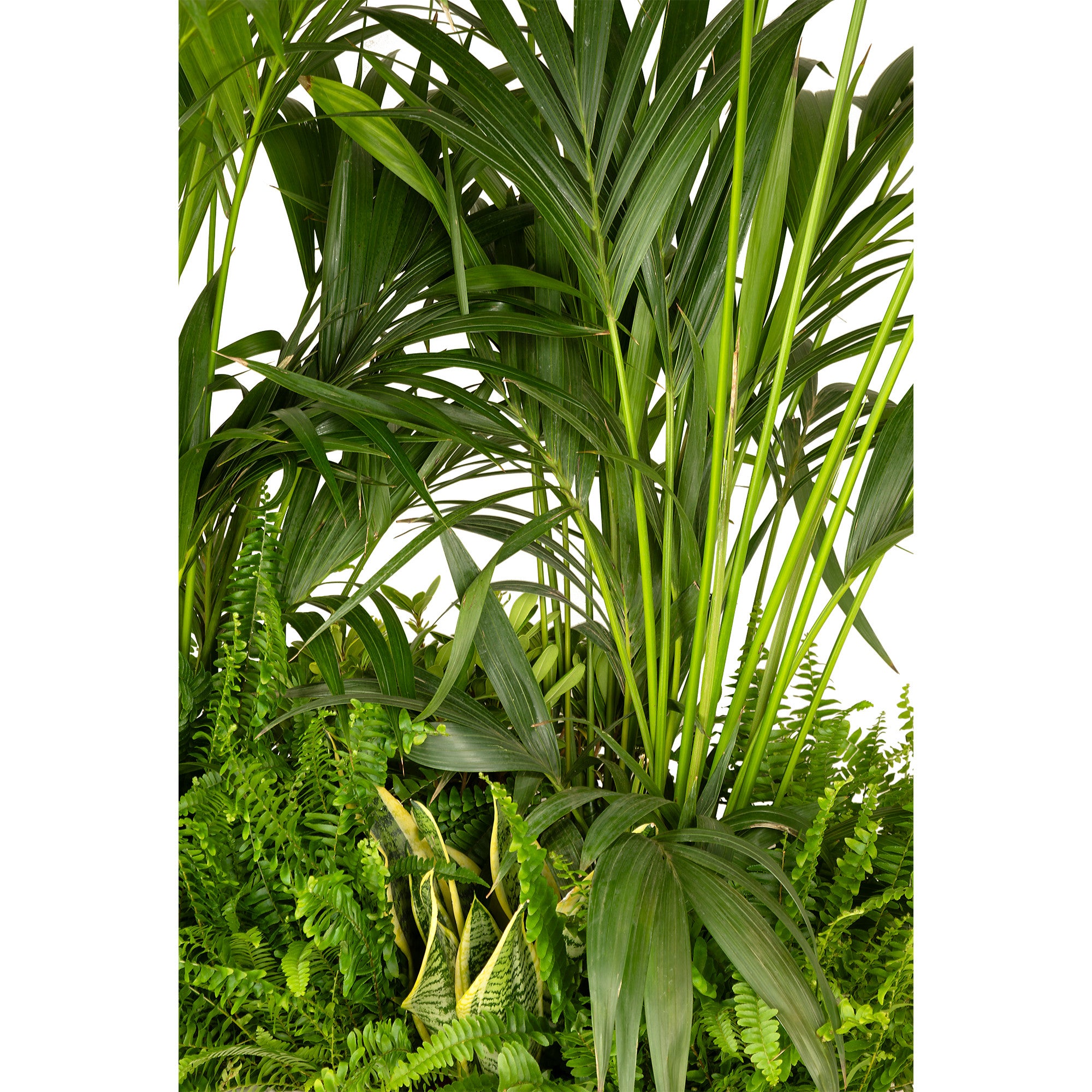 Composition plantes exotique jardinière/bois