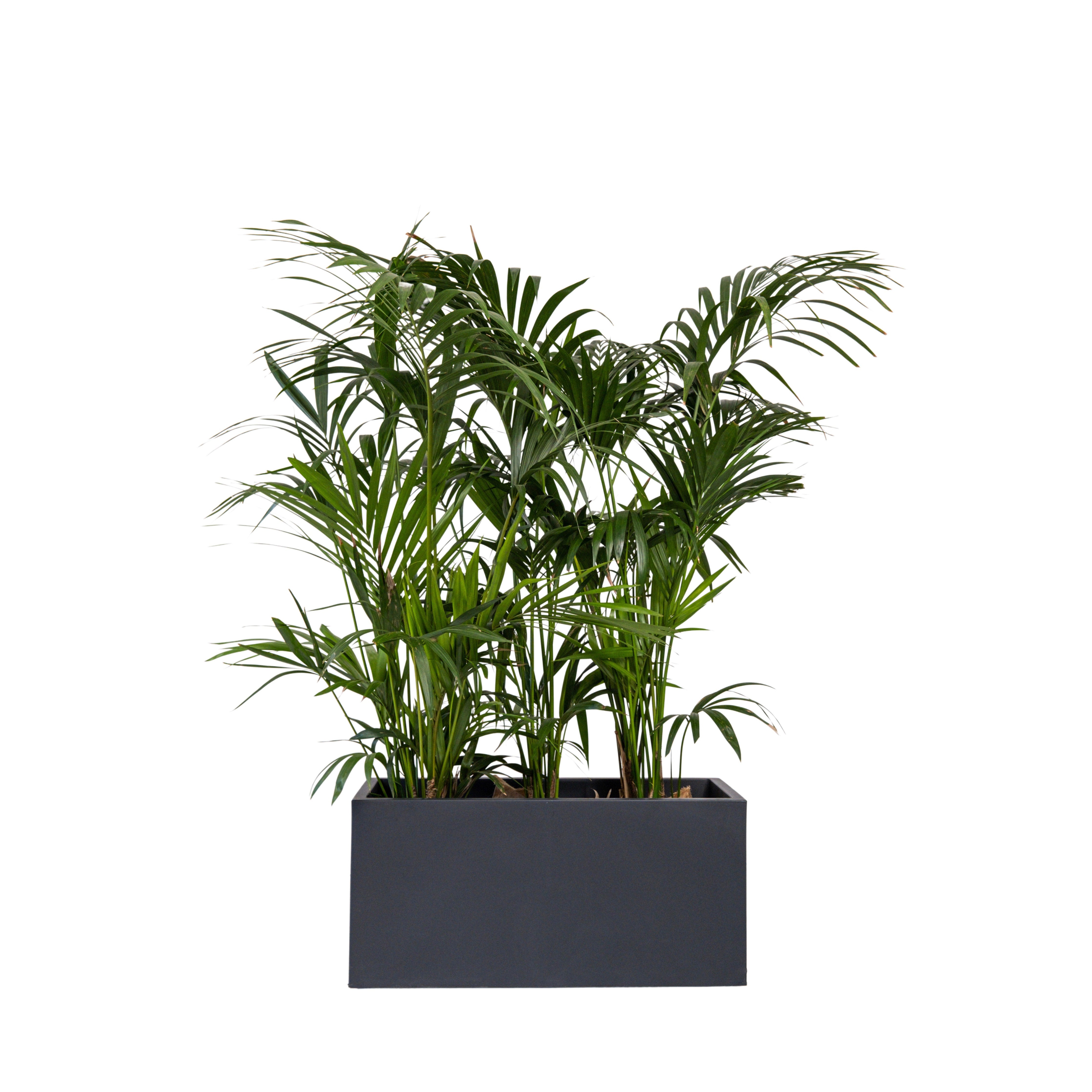 Kentia 150/175cm Ht en jardinière