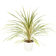 Cordyline verte 80/100cm Ht