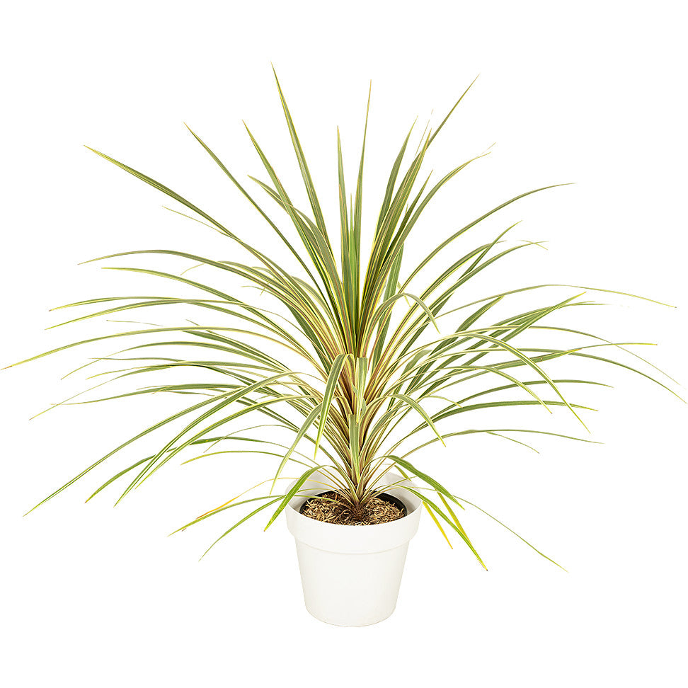 Cordyline verte 80/100cm Ht