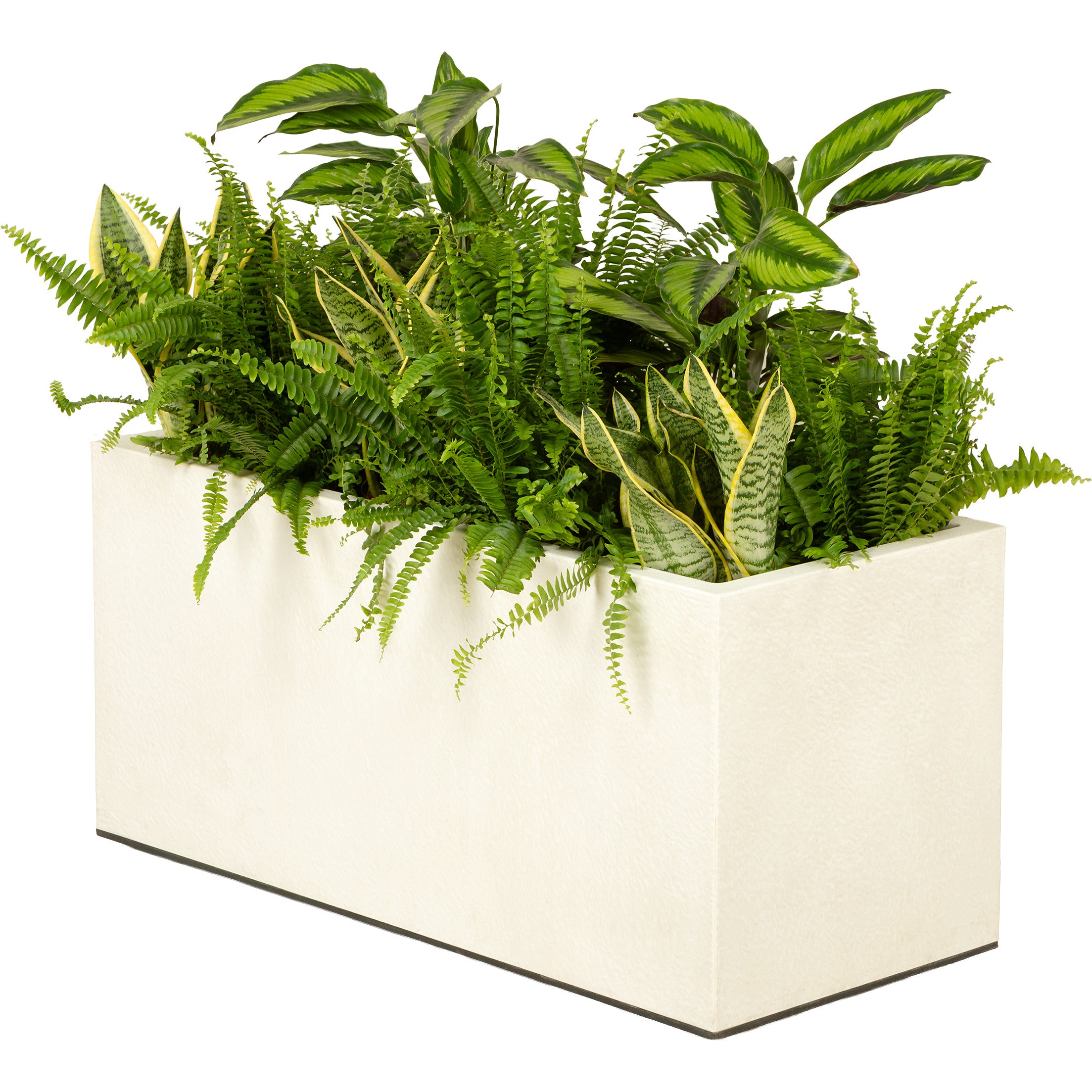 Composition plantes exotique jardinière blanche