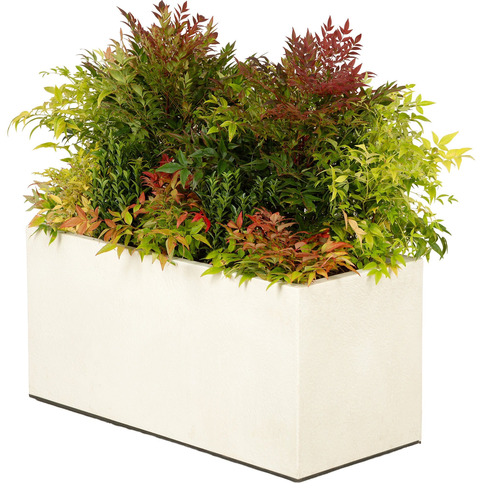 Composition plantes champêtre jardinière