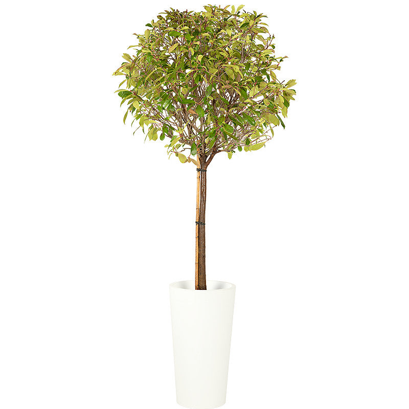 Photinia tige boule 150/175cm Ht :