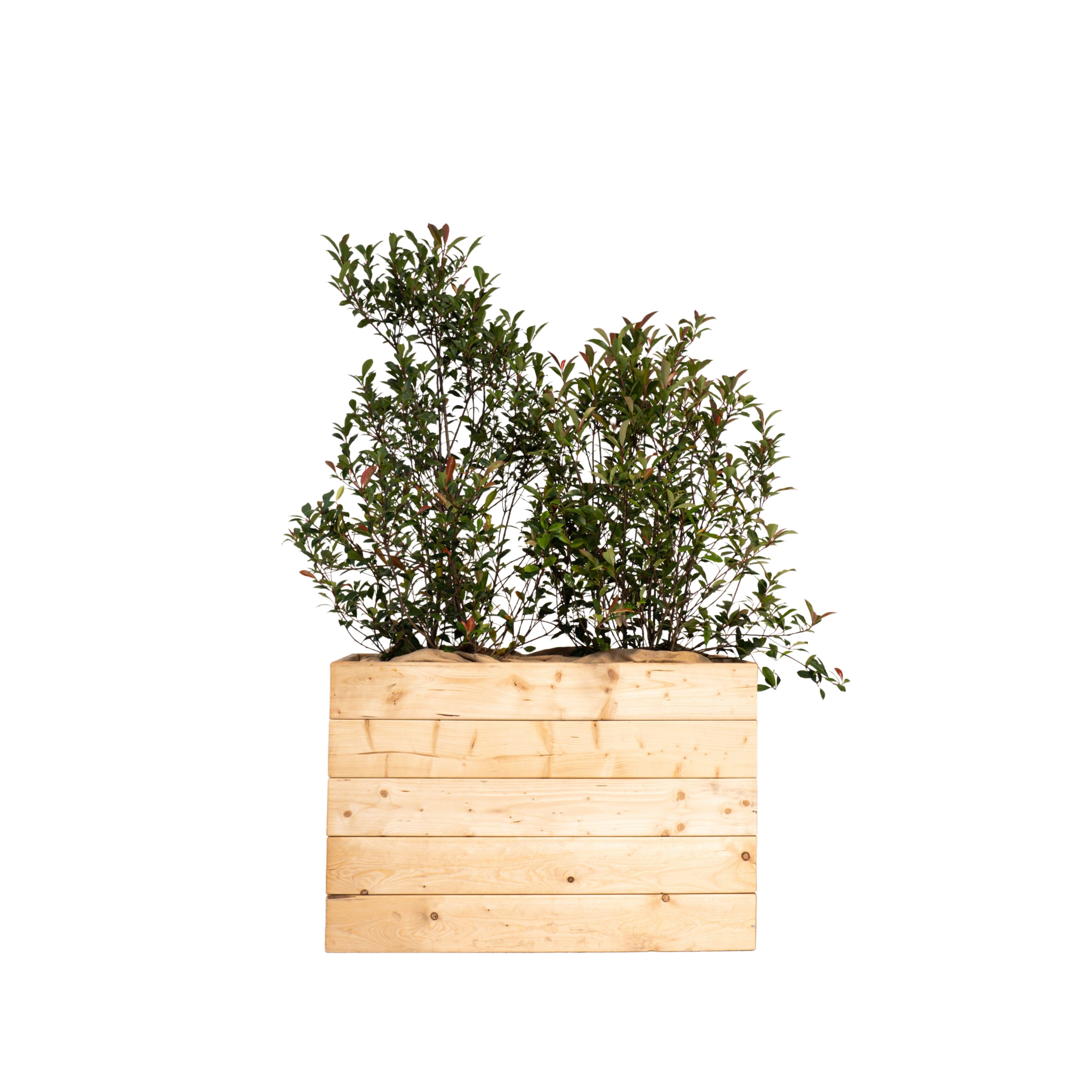 Photinia Buisson 100/150 cm Ht en jardinière