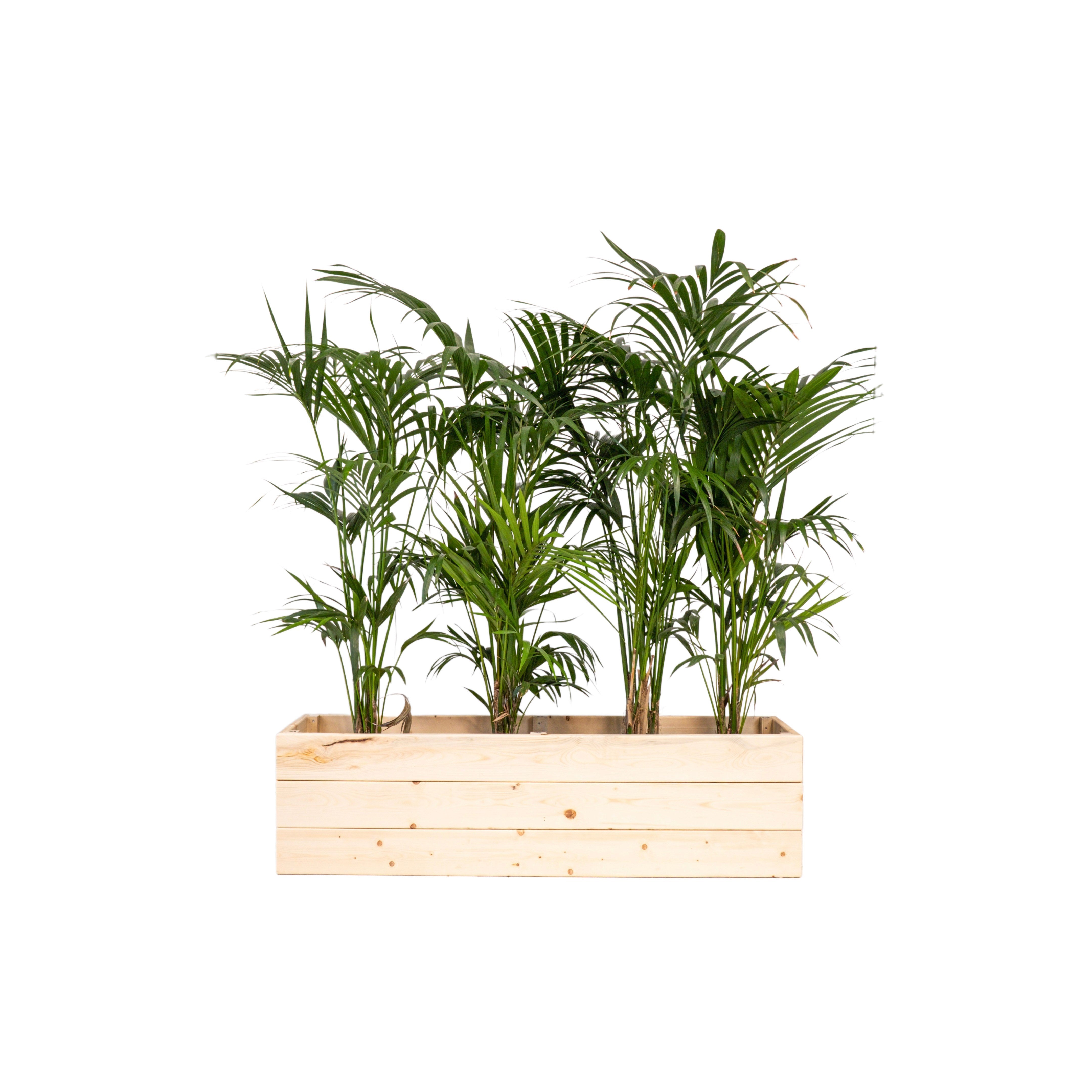 Kentia 150/175cm Ht en jardinière