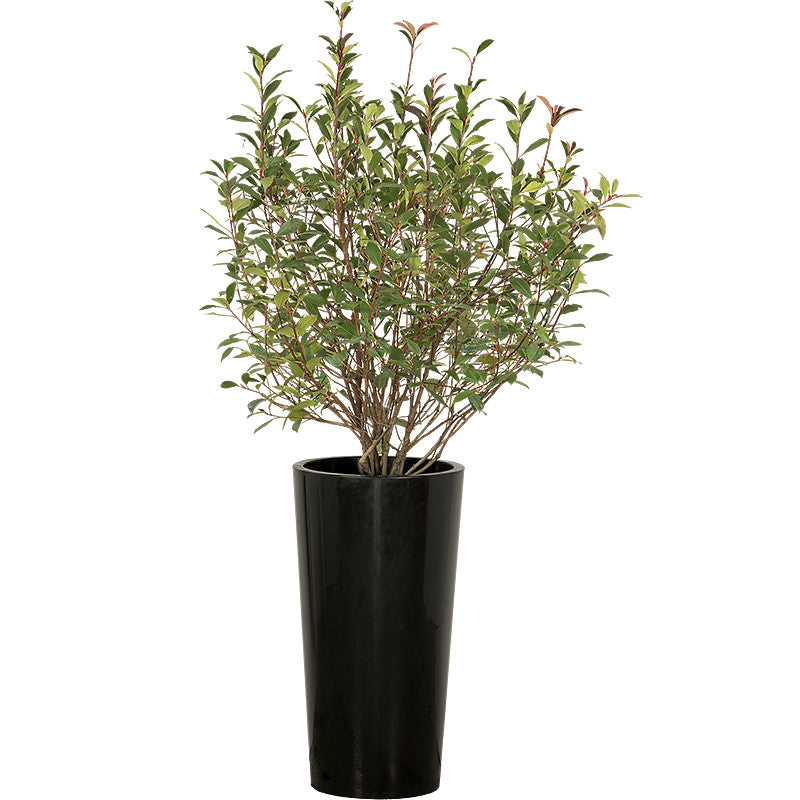 Photinia Buisson 100/150 cm Ht