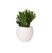 Plante grasse Ø de 10 à 12cm.