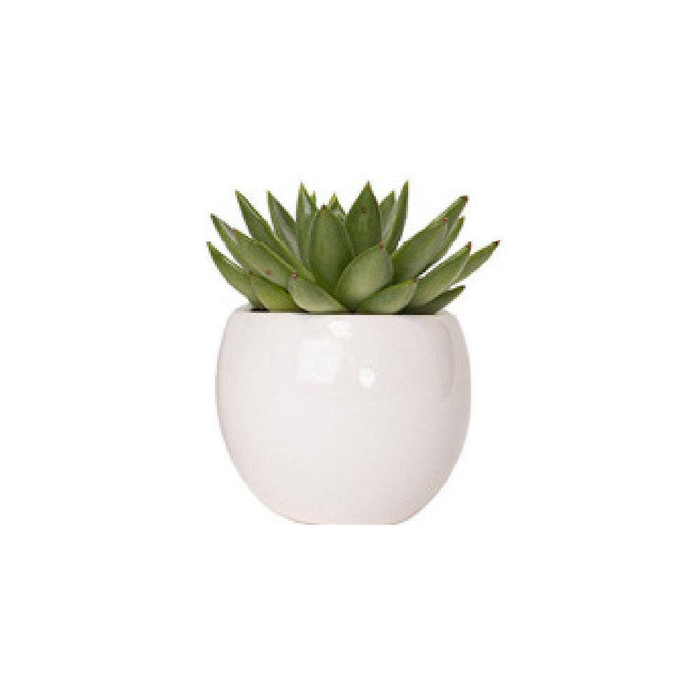 Plante grasse Ø de 10 à 12cm.