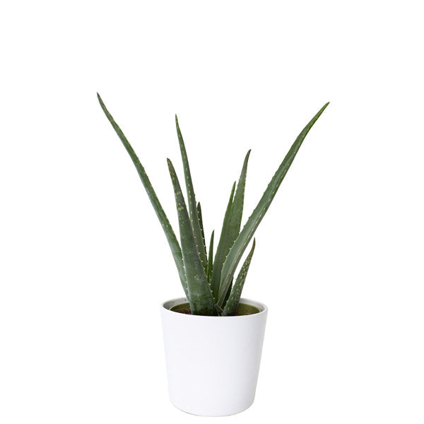 Green plant arrangement Ø14 - 20cm H
