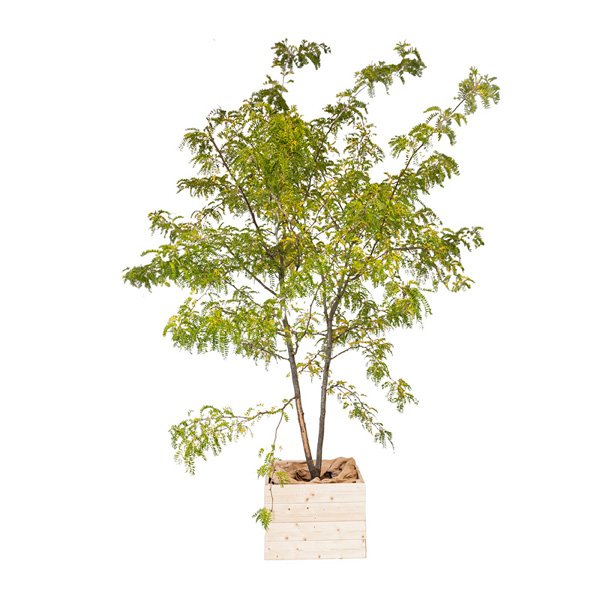 Arbre Tige Boule  200/220 cm