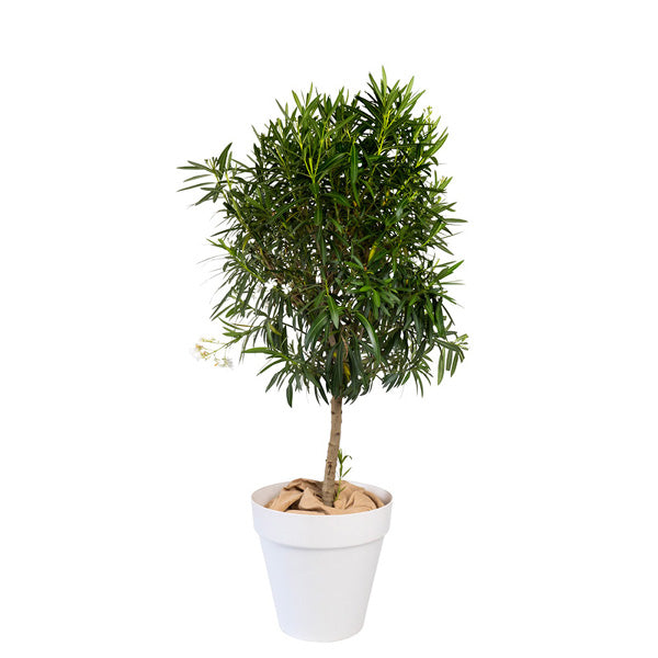 Standard Ball Tree - H200/220 cm