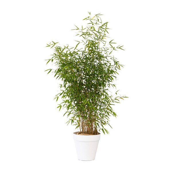 Bambou 100/150 cm