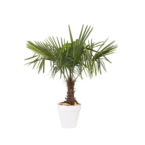 Chamaerops excelsa 150 cm