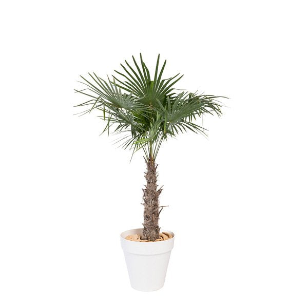 veppochamae200 chamaerops excelsa h200 250cm
