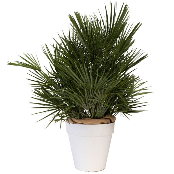 Chamaerops Humilis 80/100 cm