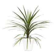 Cordyline verte 80/100 cm