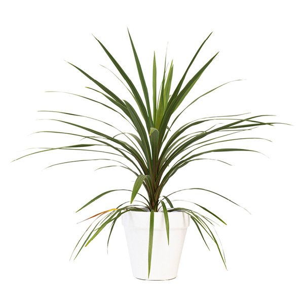Cordyline verte 80/100 cm