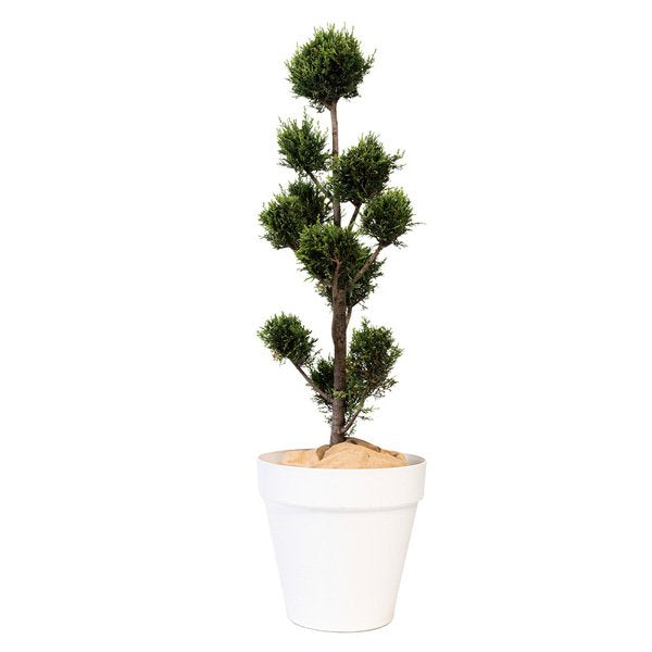 Cupressus multiboule - 150cm