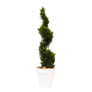 Cupressus spirale - 150cm