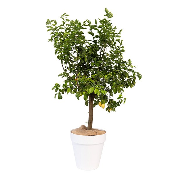 Fruitier sur Tige 175cm (variété proposé selon la saison)