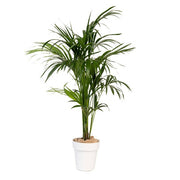 Kentia 150/175 cm