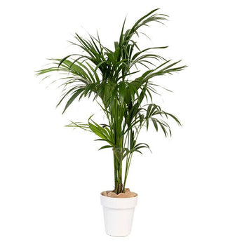 Kentia 150/175 cm