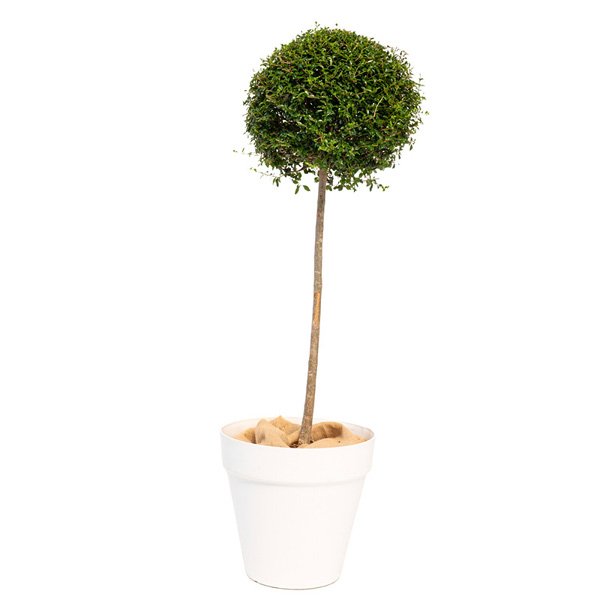 veppoligustr125 ligustrum tige boule h150cm