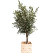 Olivier (TØ15/20) - 250/+ cm Ht