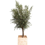 Olivier (TØ15/20) - 250/+ cm Ht
