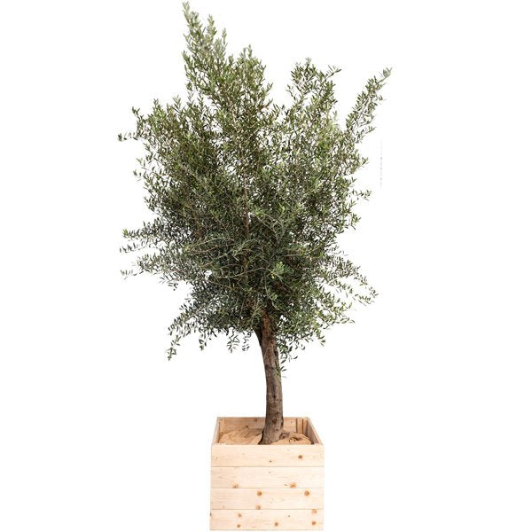 Olivier (TØ15/20) - 250/+ cm Ht