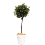 Photinia Tige boule 150/175 cm