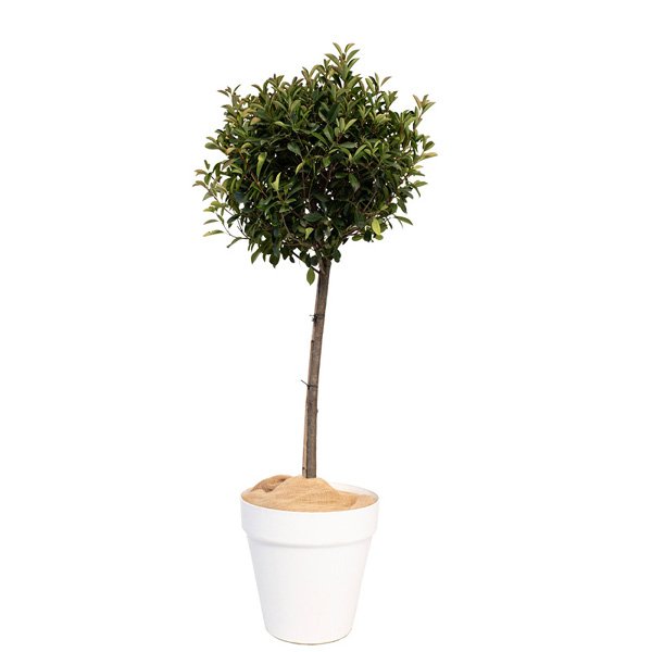 Photinia Tige boule 150/175 cm
