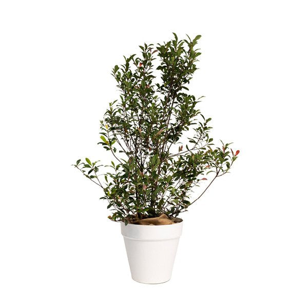 veppophotibu120 photinia buisson h100 120cm